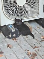 1 kitten, Dieren en Toebehoren, Katten en Kittens | Overige Katten