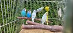 Jonge grasparkieten, Dieren en Toebehoren, Vogels | Parkieten en Papegaaien, Meerdere dieren, Parkiet, Geringd