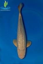 048 Ginrin Chagoi, Karper of Koi