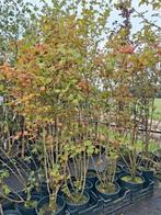 ACTIE!! 160CM €10,- Viburnum opulus, gelderse roos, inheems!, Ophalen of Verzenden, Overige soorten, 100 tot 250 cm