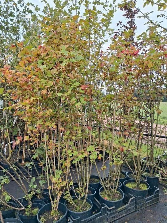 ACTIE!! 160CM €10,- Viburnum opulus, gelderse roos, inheems!, Tuin en Terras, Planten | Struiken en Hagen, Overige soorten, 100 tot 250 cm