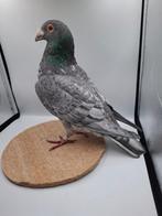 Qualmond spread doffer kleurpostduif, Dieren en Toebehoren, Vogels | Duiven, Mannelijk, Postduif