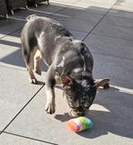 💕Prachtige lieve franse bulldog teef💕, Dieren en Toebehoren, Honden | Bulldogs, Pinschers en Molossers, CDV (hondenziekte), Teef