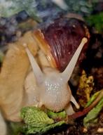 Terrarium met 2 grote agaatslakken (Lissachatina fulica) , Dieren en Toebehoren, Met terrarium, 0 tot 2 jaar