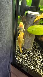 ancistrus borstelneus algeneter, Dieren en Toebehoren, Vissen | Aquariumvissen, Vis