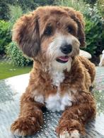 Maltipoo dekreutje        Sjefke, Reu, 1 tot 2 jaar, CDV (hondenziekte), Eén hond