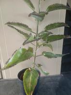 Mother of thousand moederplant, Ophalen of Verzenden, Vetplant, Volle zon, 100 tot 150 cm