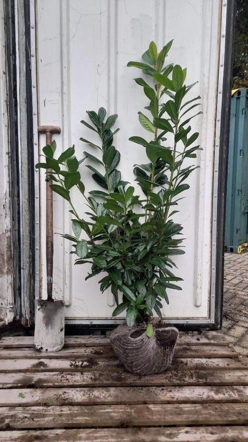 Laurier Prunus laurocerasus ‘’Novita’’  haag, Tuin en Terras, Planten | Struiken en Hagen, Haag, Laurier, 100 tot 250 cm, Ophalen