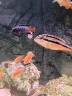 Diverse vissen, Dieren en Toebehoren, Vis