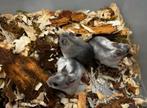 Jonge tamme chinese dwerghamsters ( fokker, geen groothandel, Dieren en Toebehoren, Knaagdieren, Hamster, Juli, Vrouwelijk, Tam