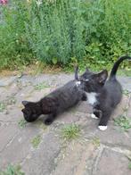 Boerderij kittens, Dieren en Toebehoren