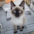 ACE: Ylano en Yamiro, samen op zoek naar een goede thuis, Kater, Gechipt, 0 tot 2 jaar