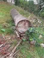 Populier stam, Tuin en Terras, Haardhout, Minder dan 3 m³, Ophalen