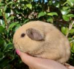 Lieve jonge california choco cavia's in koppels, Juli, Mannelijk, Cavia