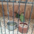 2 Agapornissen, Dieren en Toebehoren, Geslacht onbekend, Tam