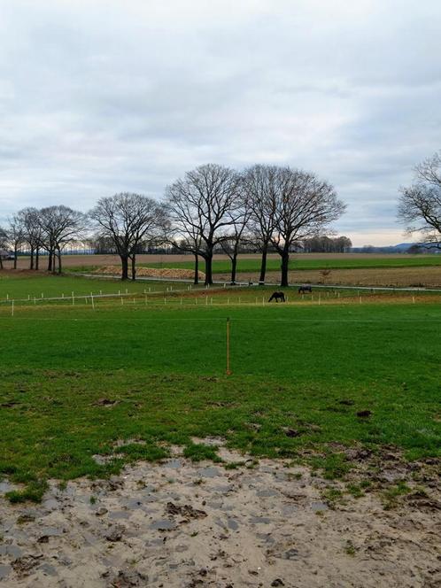Weidegang, Dieren en Toebehoren, Stalling en Weidegang