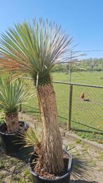Yucca Rostrata, Tuin en Terras, Planten | Bomen, Overige soorten, 100 tot 250 cm, Zomer, Ophalen