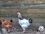 Gratis hanen, Dieren en Toebehoren, Pluimvee, Mannelijk, Kip