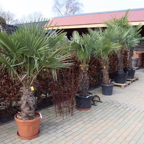 Winterharde palmbomen weer volop verkrijgbaar., Tuin en Terras, Planten | Bomen, Palmboom, 100 tot 250 cm, Volle zon, Zomer, Ophalen