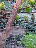 Kleine grasparkieten Groen en spangle, Dieren en Toebehoren, Vogels | Parkieten en Papegaaien, Meerdere dieren, Parkiet