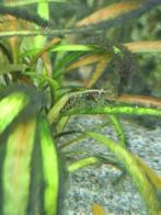 Garnalen, Ophalen, Nieuw, Plant(en), Steen of Hout