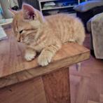 Kitten, Dieren en Toebehoren, Katten en Kittens | Raskatten | Korthaar, Poes, Ontwormd