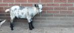 Dwergbok, dekbokje, Dieren en Toebehoren, Schapen, Geiten en Varkens, Mannelijk, Geit, 0 tot 2 jaar
