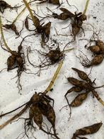 Dahlia €1,25, Tuin en Terras, Bloembollen en Zaden, Ophalen of Verzenden, Volle zon, Knol