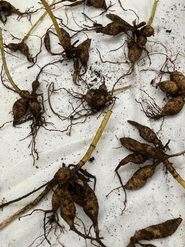 Dahlia €1,25, Tuin en Terras, Bloembollen en Zaden, Knol, Volle zon, Ophalen of Verzenden