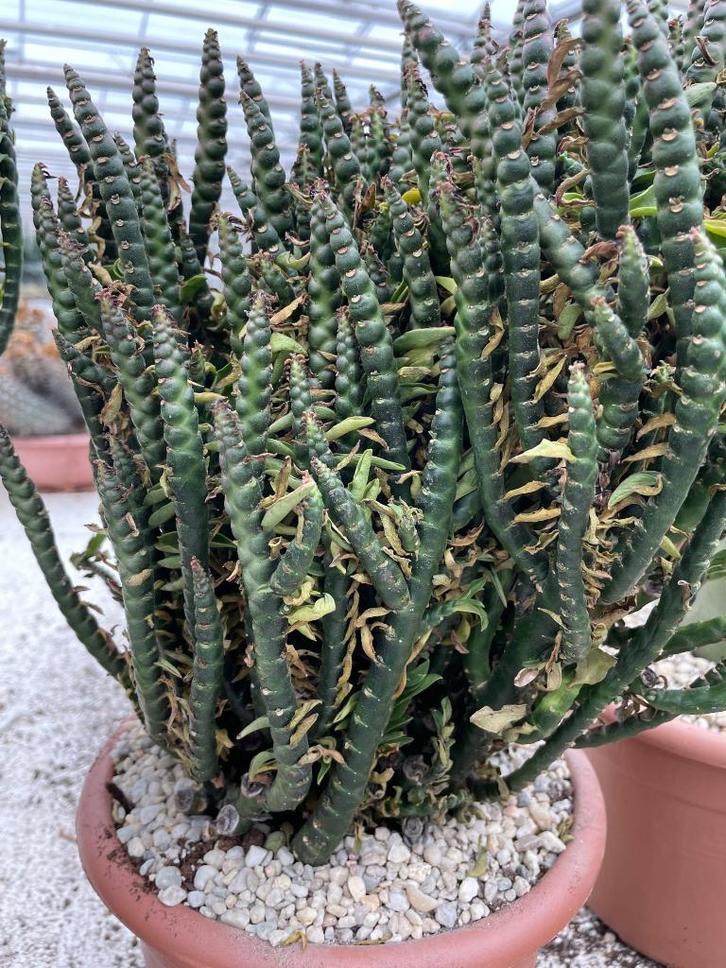 Caudex Euphorbia Thymaloides 23 cm pot, Huis en Inrichting, Kamerplanten, Overige soorten, Minder dan 100 cm, Bloeiende kamerplant