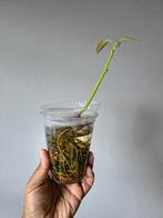 Gratis avocado plantje, Huis en Inrichting, Kamerplanten, Groene kamerplant, Ophalen, Minder dan 100 cm
