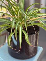 Chlorophytum in retro emaille maatkan, Ophalen of Verzenden, In pot, Minder dan 100 cm, Volle zon