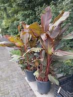 Canna Indica 'Purpurea', Overige soorten, Volle zon, Vaste plant, Ophalen of Verzenden