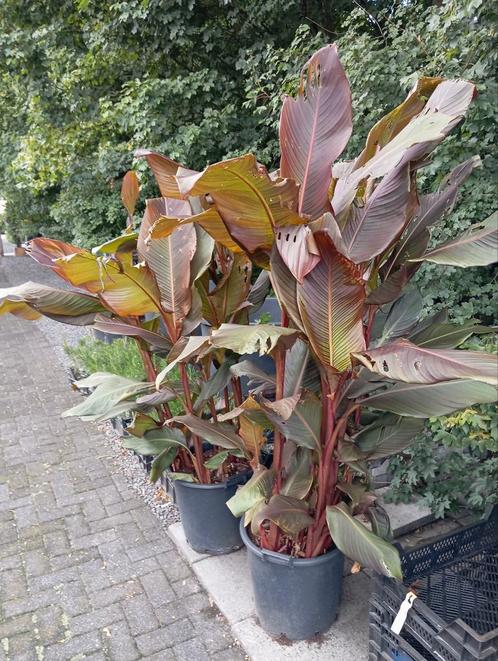 Canna Indica 'Purpurea', Tuin en Terras, Planten | Tuinplanten, Vaste plant, Overige soorten, Volle zon, Zomer, Ophalen of Verzenden