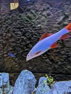Volledig aquarium, Vis