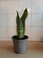 Sansevieria, Huis en Inrichting, Kamerplanten, Ophalen, Halfschaduw, In pot, Minder dan 100 cm