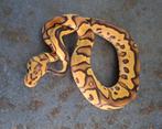 Python regius  (koningspythons) nakweek en volwassen, Dieren en Toebehoren, Reptielen en Amfibieën, Slang, 0 tot 2 jaar