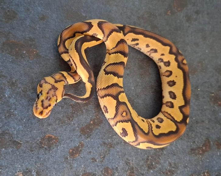Python regius  (koningspythons) nakweek en volwassen, Dieren en Toebehoren, Reptielen en Amfibieën, Slang, 0 tot 2 jaar