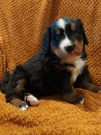 Te koop: Berner Sennen Pups Teefje, Parvo, Teef, Eén hond, Nederland