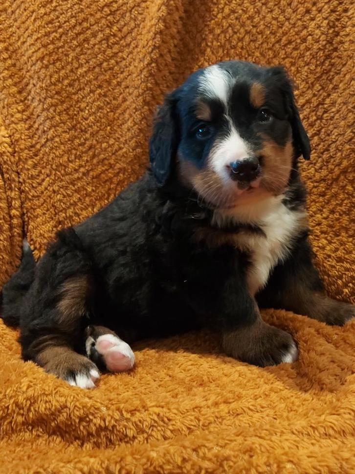 Te koop: Berner Sennen Pups Teefje, Dieren en Toebehoren, Honden | Bulldogs, Pinschers en Molossers, Teef, Sennenhond, Fokker | Hobbymatig