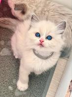 Ragdoll kittens (Met Stamboom fok), Meerdere dieren, Ontwormd, 0 tot 2 jaar