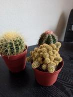 Cactus Collectie - 3 Verschillende Soorten, Huis en Inrichting, Kamerplanten, Ophalen