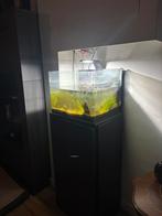 Gratis afhalen vissen + aquarium(kast) + Decoratie, Dieren en Toebehoren, Vissen | Aquaria en Toebehoren, Ophalen, Gevuld zoetwateraquarium