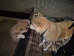 Japanse akita pup teefje, Overige rassen, 8 tot 15 weken, Meerdere, Meerdere dieren