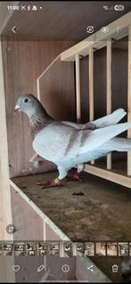 Mooi koppel voor de overnachting en grote fond, Dieren en Toebehoren, Ophalen of Verzenden