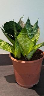 Kamerplant, vraagt weinig aandacht, Huis en Inrichting, Ophalen, Halfschaduw, Minder dan 100 cm