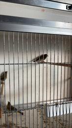 Groenlingen, Dieren en Toebehoren