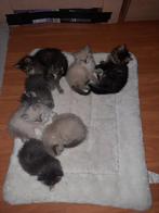Ragdoll kittens, Meerdere dieren, Ontwormd