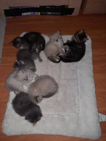 Ragdoll kittens beschikbaar voor biedingen