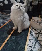 British langhaar, Dieren en Toebehoren, Poes, Ontwormd, 0 tot 2 jaar